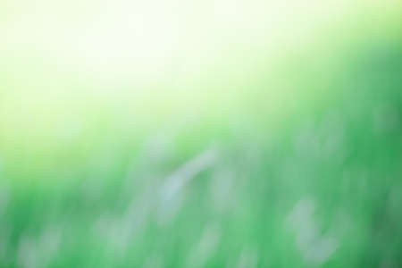 Unfocusedmeadow texture with lights,  a beautiful natural art from the summer.  Free space for text. Head banner conceptの写真素材