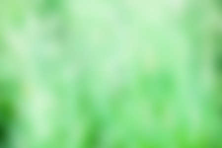 Unfocusedmeadow texture with lights,  a beautiful natural art from the summer.  Free space for text. Head banner conceptの写真素材