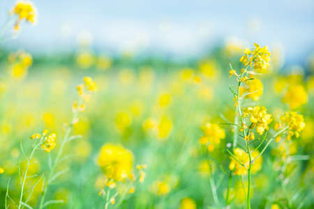Yellow and green colours. Blur.  free space for design.  Head banner concept. Background for your designの写真素材