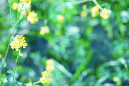 Unfocused meadow texture with lights,  a beautiful natural art from the summer.  Free space for text. Head banner conceptの写真素材