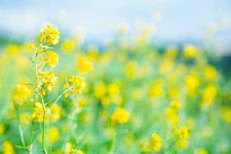 Yellow and green colours. Blur.  free space for design.  Head banner concept. Background for your designの写真素材