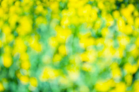 Yellow and green colours. Blur.  free space for design.  Head banner concept. Background for your designの写真素材