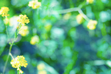 Unfocused meadow texture with lights,  a beautiful natural art from the summer.  Free space for text. Head banner conceptの写真素材