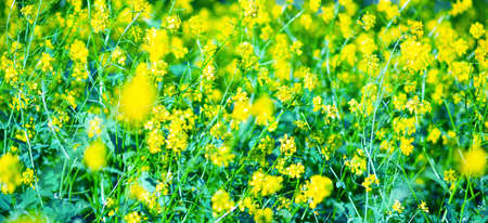 Yellow and green colours. Blurred parts Wide format,  free space for design.  Head banner concept. Background for your designの写真素材