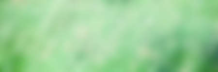 Unfocused forest texture with lights, a beautiful natural art from the summer. Free space for text. Head banner conceptの写真素材