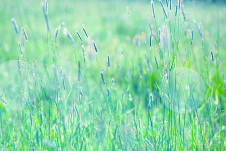 Meadow plants against the green grass background. Soft natural coloursの写真素材