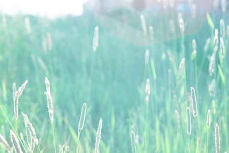 Meadow plants against the green grass background. Soft natural coloursの写真素材