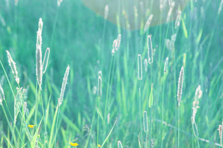 Meadow plants against the green grass background. Soft natural coloursの写真素材