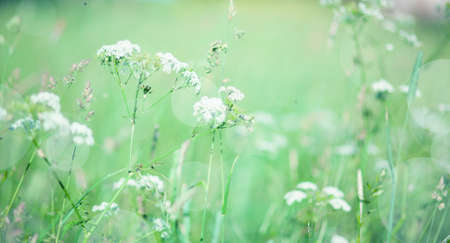 a white flower of the umbrella plant against the green meadow background. Soft natural coloursの写真素材