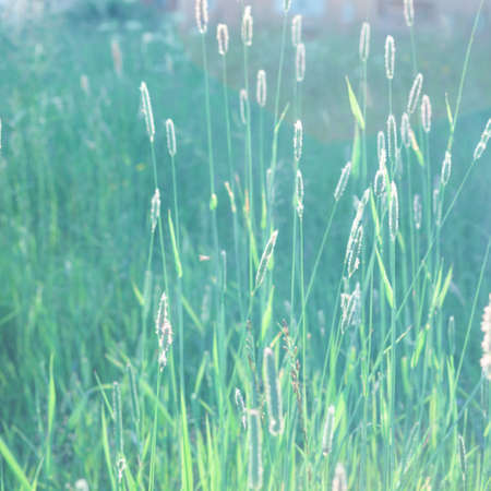 Meadow plants against the green grass background with glares. Soft natural coloursの写真素材