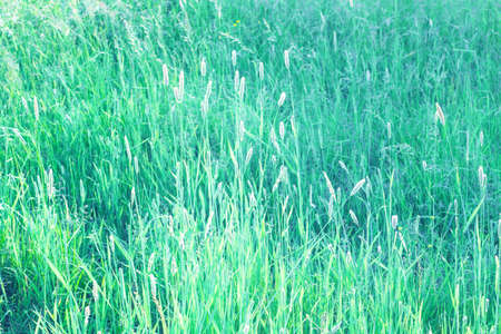 Meadow plants against the green grass background. Soft natural coloursの写真素材