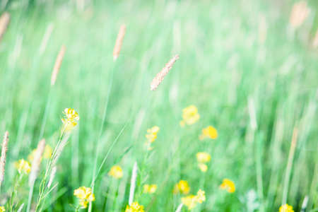 Yellow and green colours. Blur. free space for design.  Head banner concept. Background for your designの写真素材