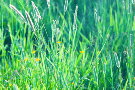 Meadow plants against the green grass background. Soft natural coloursの写真素材