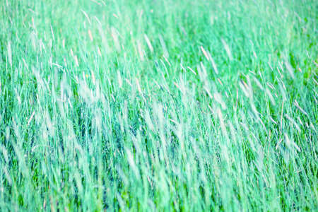 Meadow plants against the green grass background. Soft natural coloursの写真素材
