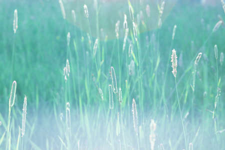 Meadow plants against the green grass background. Soft natural coloursの写真素材