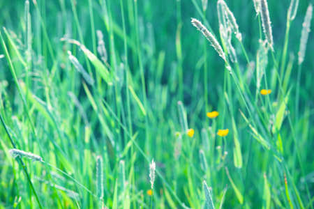 Meadow plants against the green grass background. Soft natural coloursの写真素材