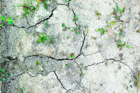 green grass popping through the cracked by drought, soilの写真素材