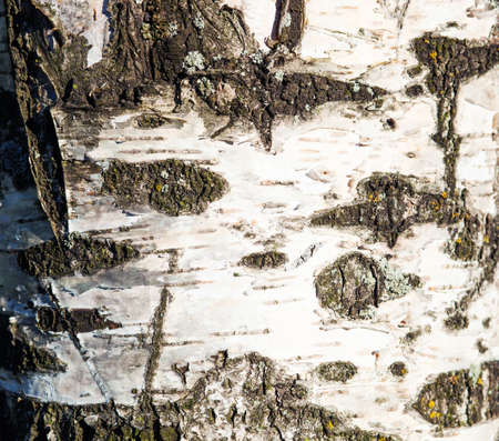 Close up of birch bark texture, natural background paperの写真素材