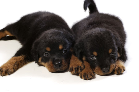 Two cute rottweiler puppies at white backgroundの写真素材