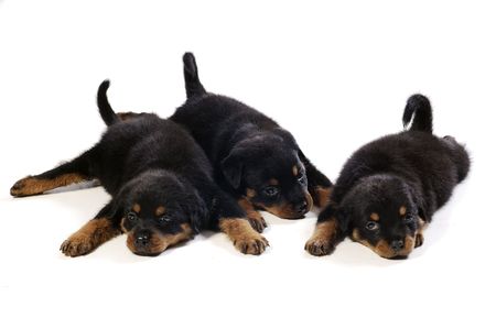 Three cute rottweiler puppies at white backgroundの写真素材