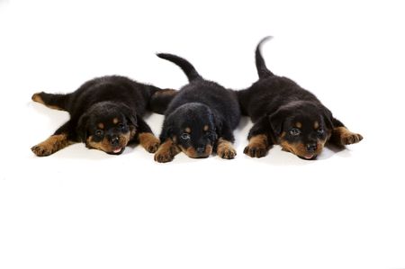 Three cute rottweiler puppies at white backgroundの写真素材