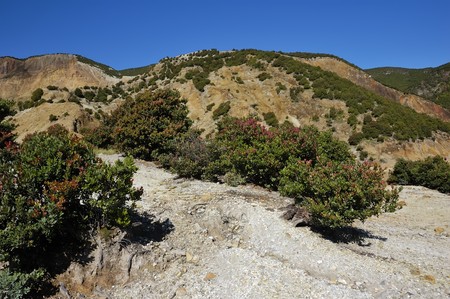 Mountain flora at mount papandayan, garut, indonesiaの写真素材