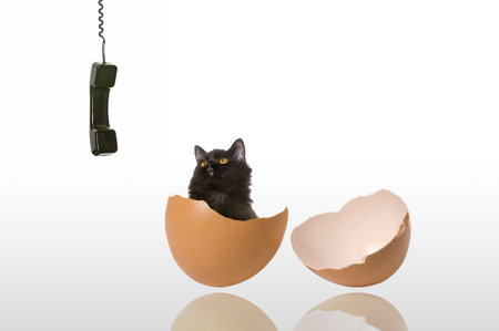 Black persian cat come out from broken chicken egg shell, watching black phone receiver