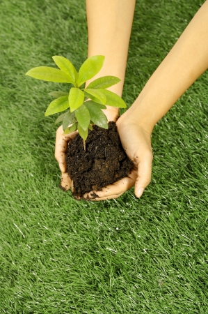 Human hands holding green small plant. A new life concept.の写真素材