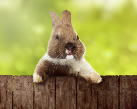 Cute easter bunny. You can put your design on the fenceの写真素材