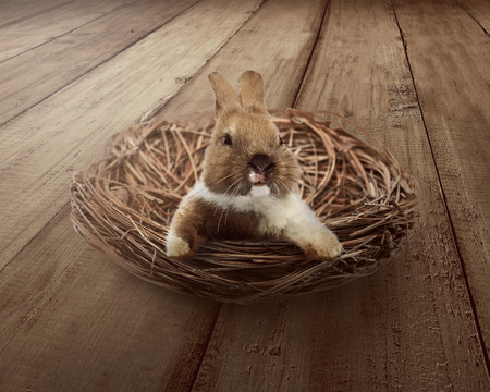 Cute easter bunny inside the nest. Happy easter conceptの写真素材