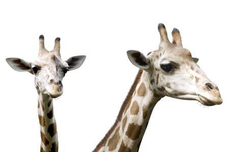 Set of image giraffe isolated over white backgroundの写真素材