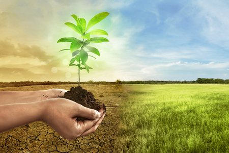 Hand holding plant on soil in over cracked earth against climate change backgroundの写真素材