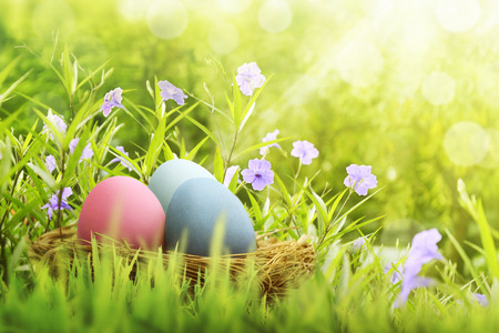 Easter eggs on basket hiding under violet flower on the green fieldsの写真素材