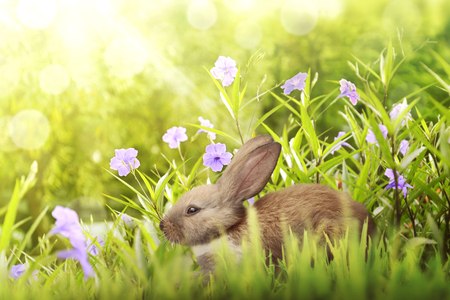 Easter bunny hiding under violet flower in green grassの写真素材