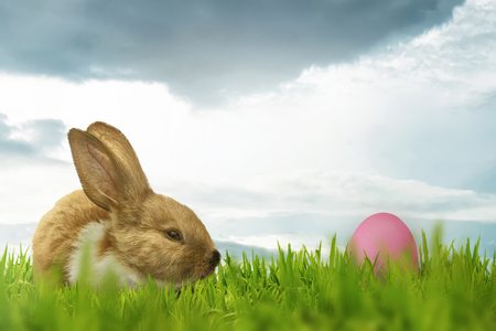 Funny rabbit with easter eggs on the day bright backgroundの写真素材