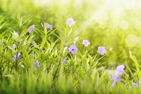 Purple flower between green grass with sunlight on the fieldの写真素材