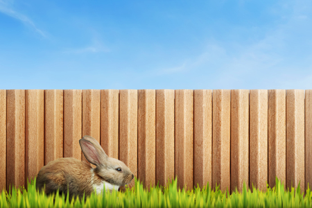 Fluffy bunny on green grass field with wooden fenceの写真素材