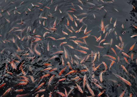 Beautiful view of carp fish swimming in the pondの写真素材