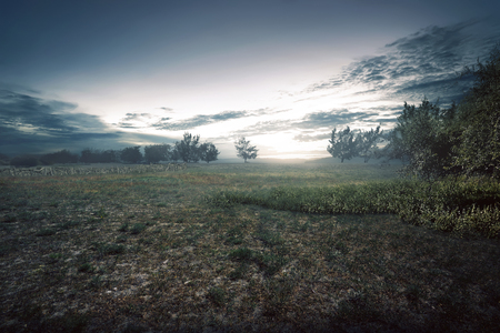Dramatic scenery on the arid meadow field at sunsetの写真素材