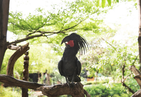 Black palm cockatoo (Probosciger aterrimus) perching on the branch. One of the cockatoo species in...