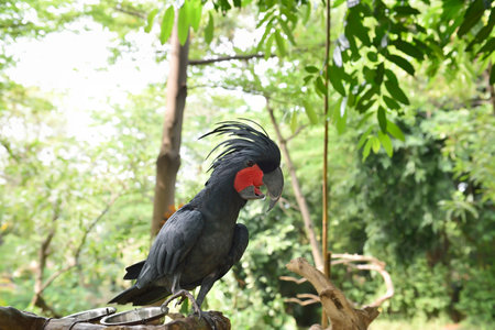 Black palm cockatoo (Probosciger aterrimus) perching on the branch. One of the cockatoo species in...
