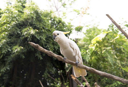 Sulphur-crested cockatoo (Cacatua galerita) sitting on tree branch in the zooの写真素材