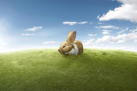 Funny rabbit on the green lawn with blue sky backgroundの写真素材