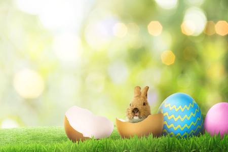 Easter bunny on cracked eggs on green grassの写真素材