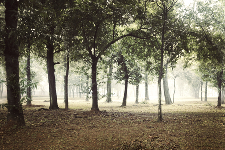 Foggy forest. Halloween backgroundの写真素材