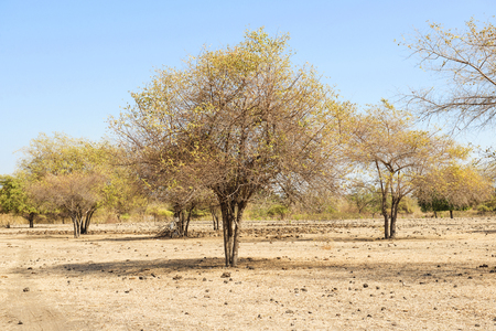 Scenery of Savanna on Doro Ncanga. Sumbawa, Indonesiaの写真素材