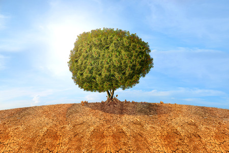 Trees grown from dried cracked soil. Climate change conceptの写真素材
