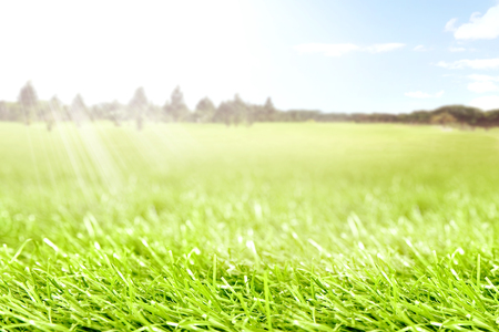 Green grass on the springfield with trees and sunlight on the sky backgroundの写真素材