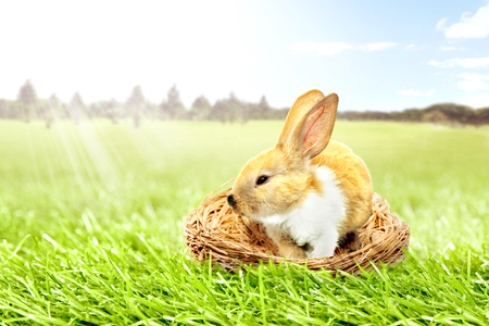 Little bunny sitting in the nest on the grass field with trees and blue sky background. Happy Easterの写真素材