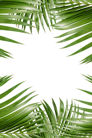 Palm branches with green leaves and space for text over white background. Palm Sunday conceptの写真素材